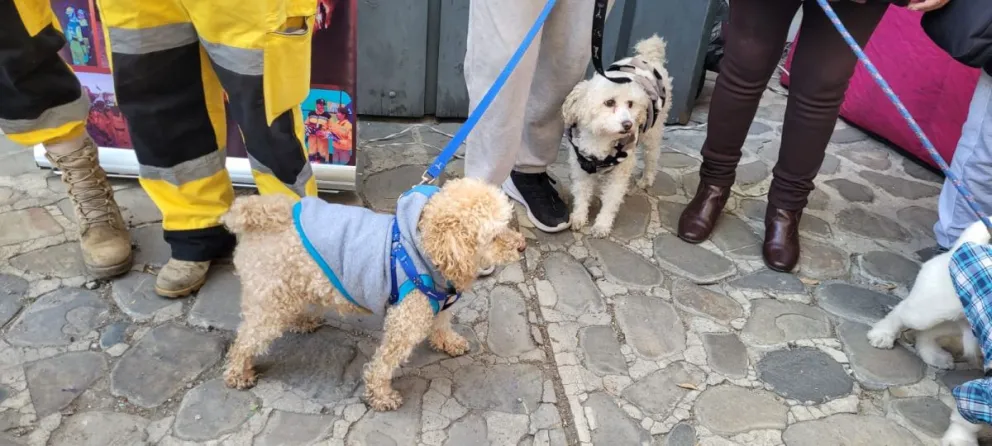 Dos perritos que serán vacunados el sábado. FOTO: AMUN