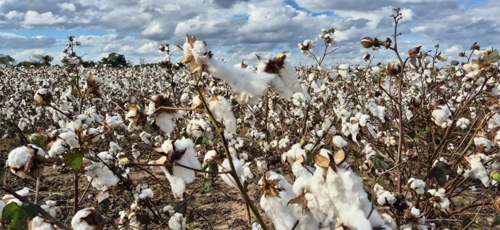 Cultivos de algodón en el departamento de Santa Cruz. Foto: INIAF