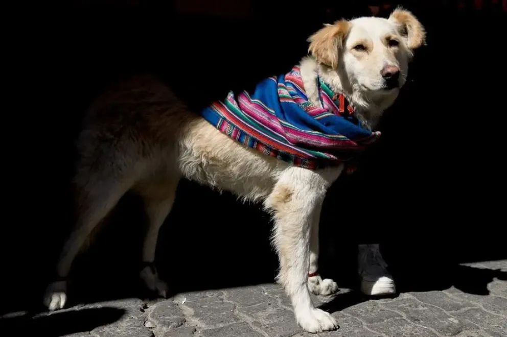 Un perro luce un aguayo durante un desfile canino este sábado, en La Paz. Fotos: EFE