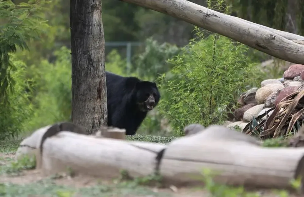 Un soso en una imagen referencial de archivo. Foto: EFE