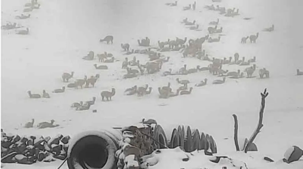 Animales en medio de la nieve en el municipio de Cocapata. Foto: RRSS