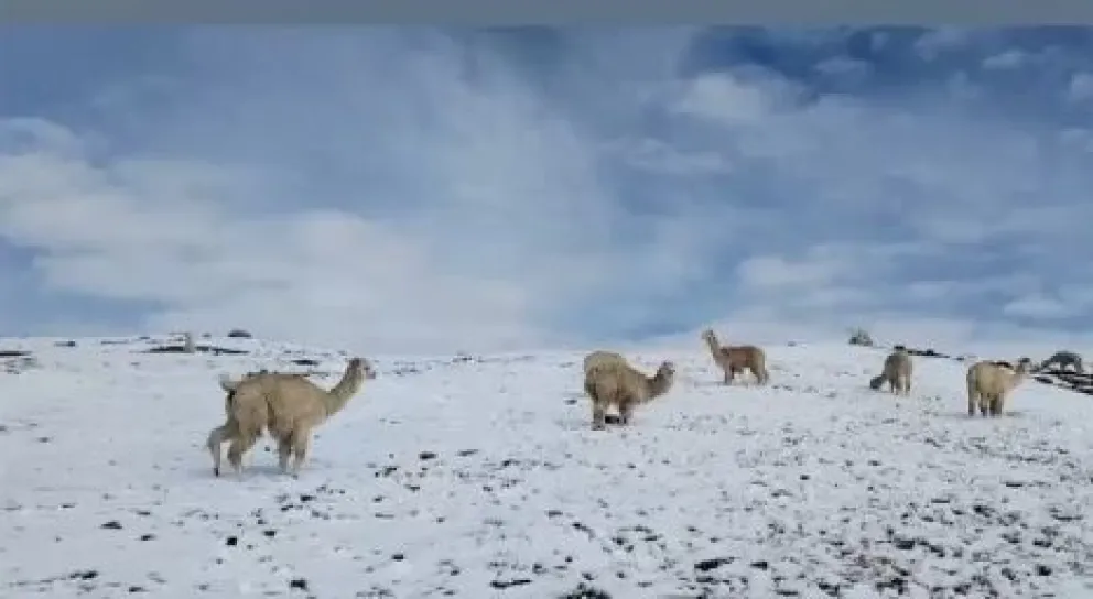 Cocapata es la región con mayor producción de camélidos en Cochabamba. Foto: Captura de video
