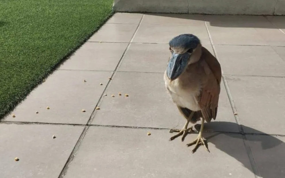La garza pico de bota rescatada. FOTO: Página de "Amor Por Los Animales y su Biodiversidad"