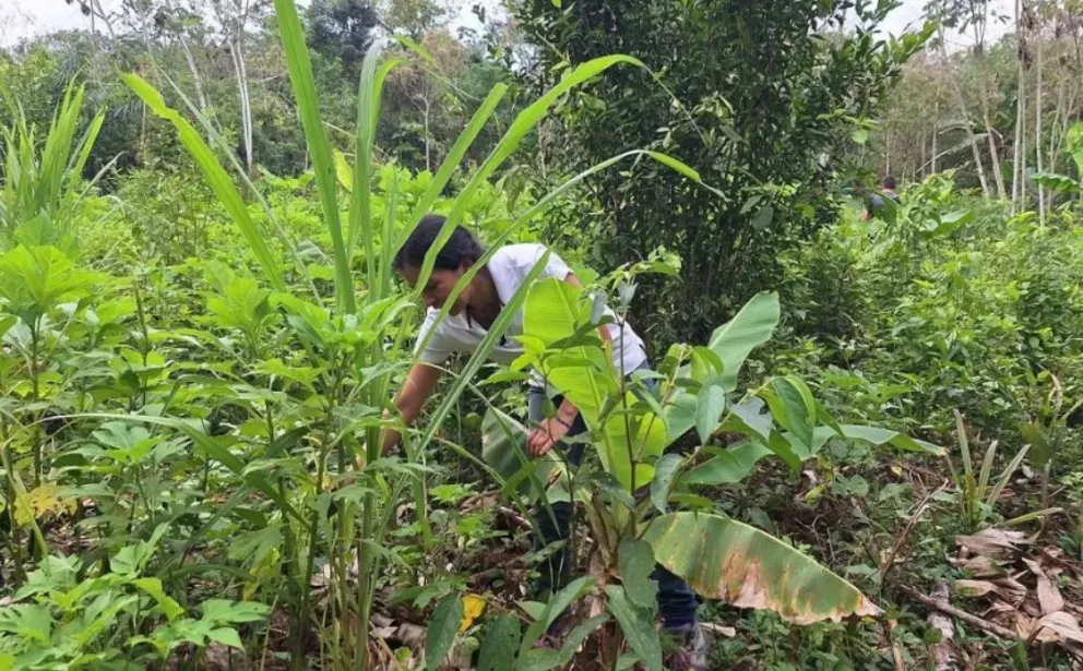 Los productores de Alto Beni y Palos Blancos apuestan por los sistemas agroforestales. Foto: Visión 360