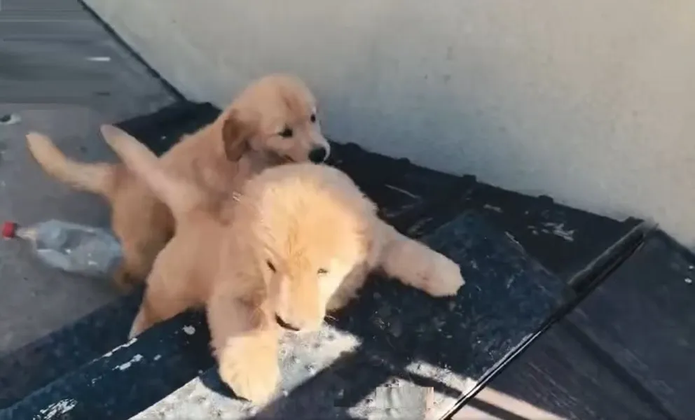 Dos de los cachorros salen del jardín de obstáculos. Foto: Captura CIOC K9 