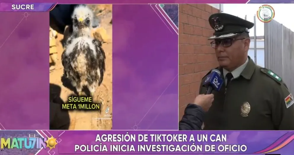Policía inicia investigación a un Tik Toker por agresión a un can. Foto: ABI