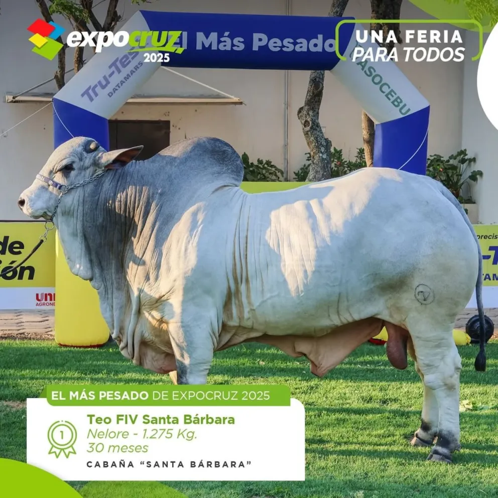 Teo FIV, de 1.275 kilos y 30 meses de edad, de la cabaña Santa Bárbara, es el ejemplar de mayor peso en la Expocruz 2025.  Foto: Expocruz