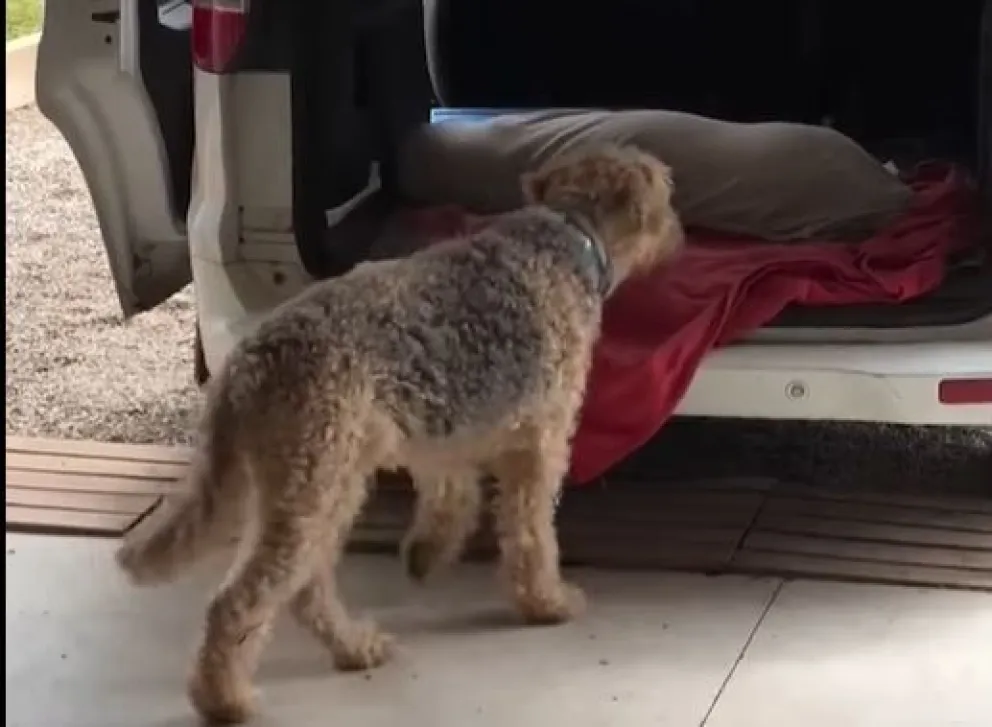 Una mascota en una imagen referencial. Foto: Captura de video