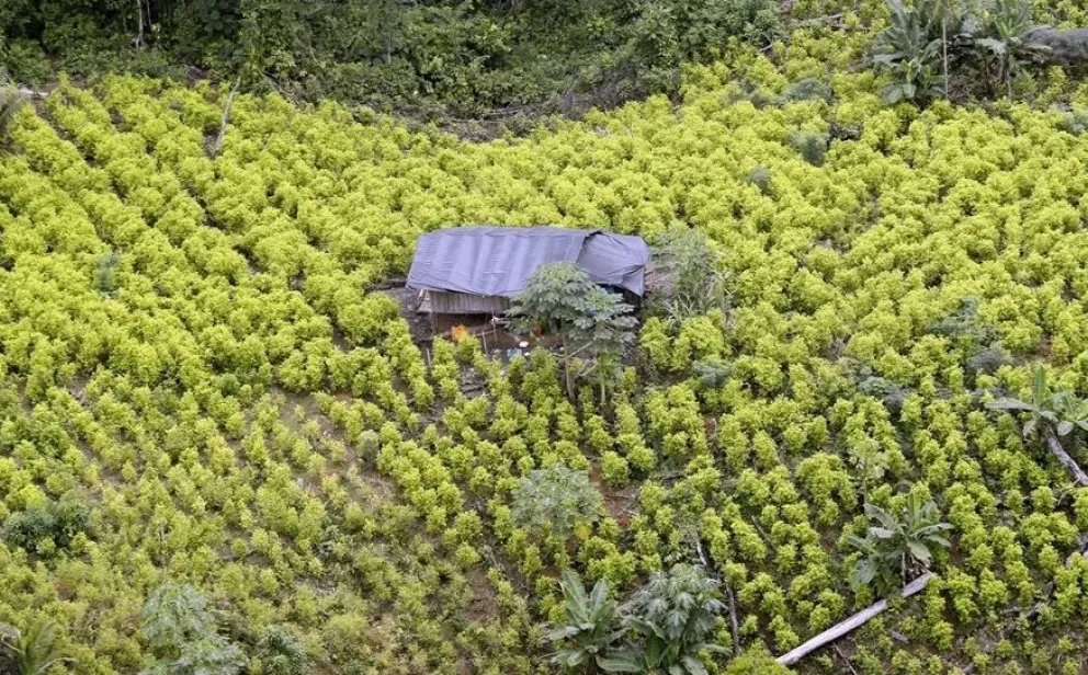 Vista aérea de archivo de una plantación de hoja de coca, en Tumaco (Colombia). Foto: EFE