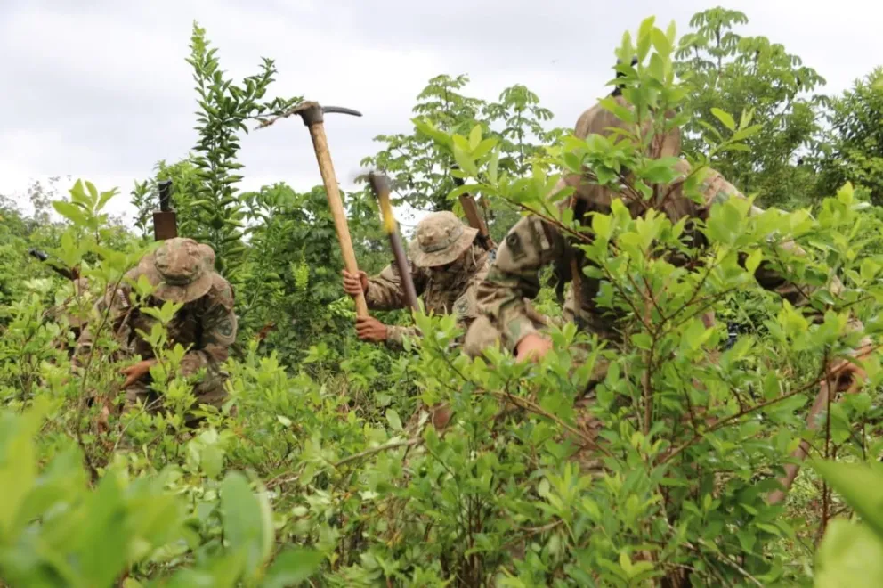 Tareas de erradicación de cultivos de coca en Bolivia. Foto: Fuerza de Tarea Conjunta (FTC) 