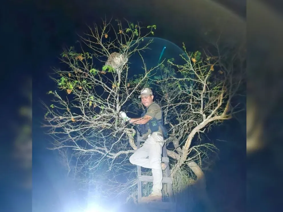 El rescate de un oso perezoso en la carretera entre Trinidad y San Javier. Foto: Pofoma