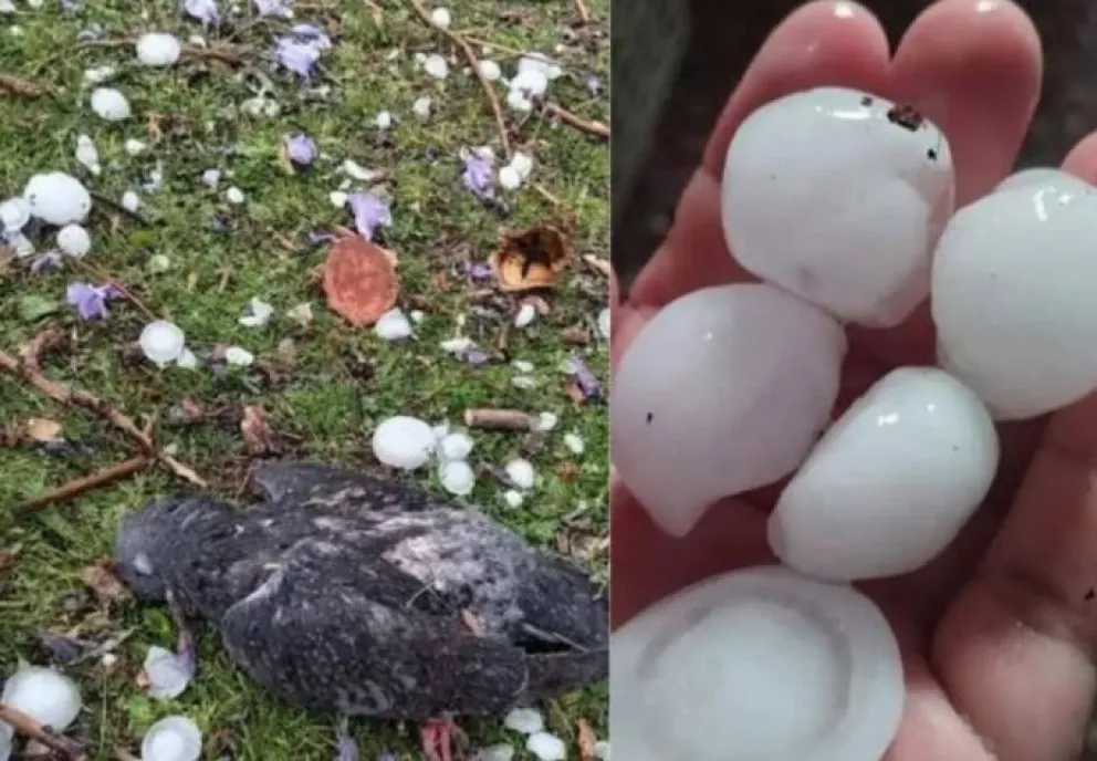 Aves fueron afectadas por la caída de granizo de gran tamaño el miércoles en Tarija. Foto. ABI