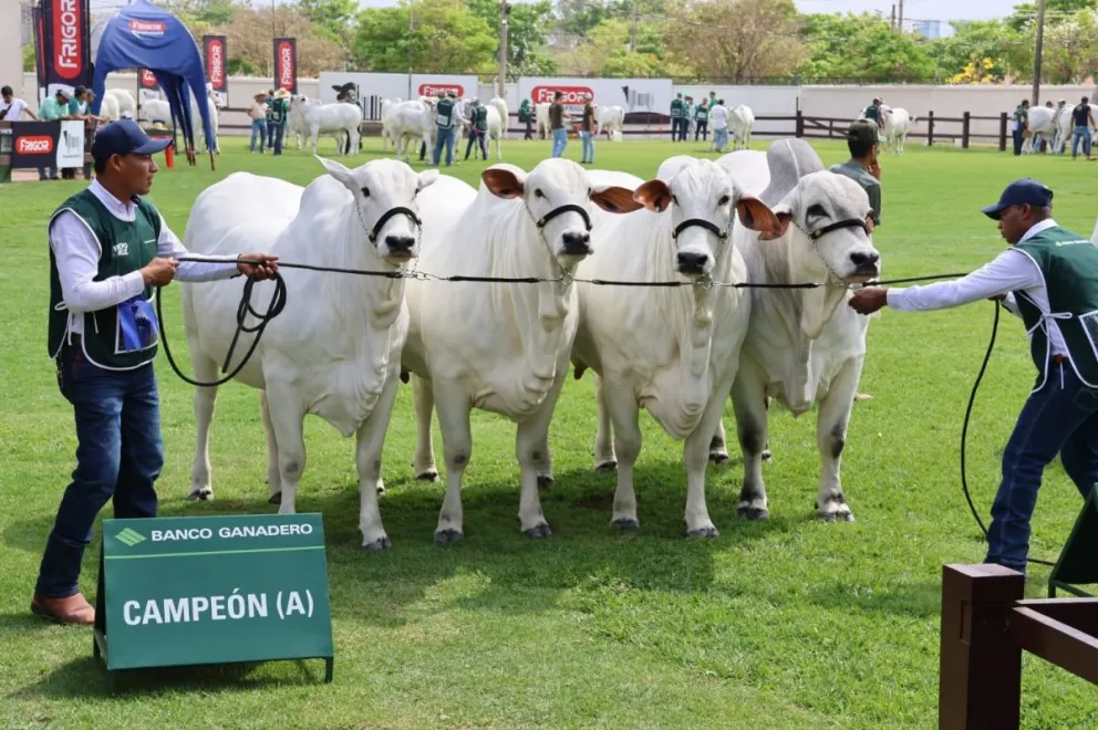 Santa Cruz destaca por su producción ganadera y alta genética. Foto: Expocruz.