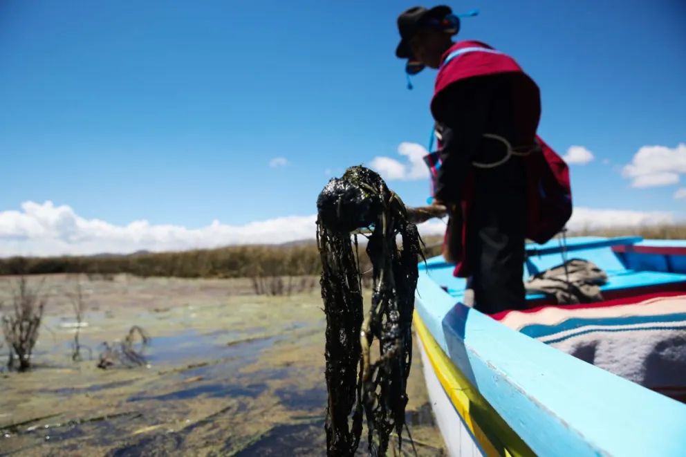 Un 'Mallku', autoridad aimara, fue captado el 12 de septiembre, al sacar algas muertas del Titicaca, en la Isla Sicula. Foto: EFE