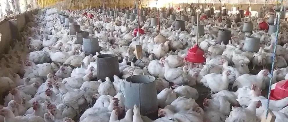Una granja de producción avícola en Cochabamba. Foto: Radio Continental Online