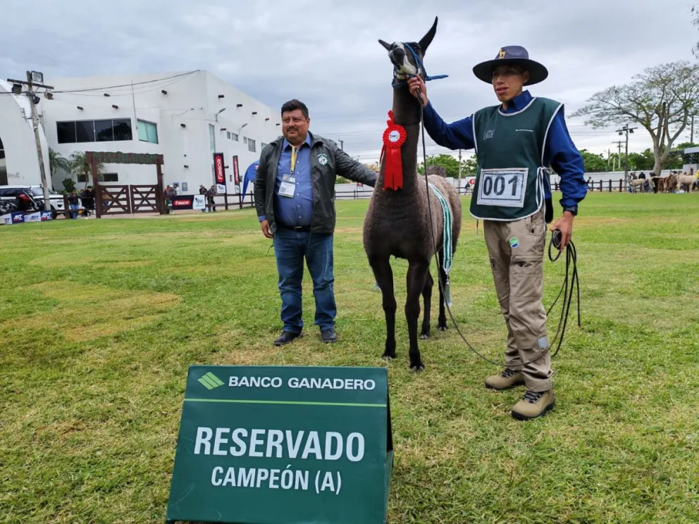 El campeón del juzgamiento de camélidos en la Expocruz. Foto: CAO