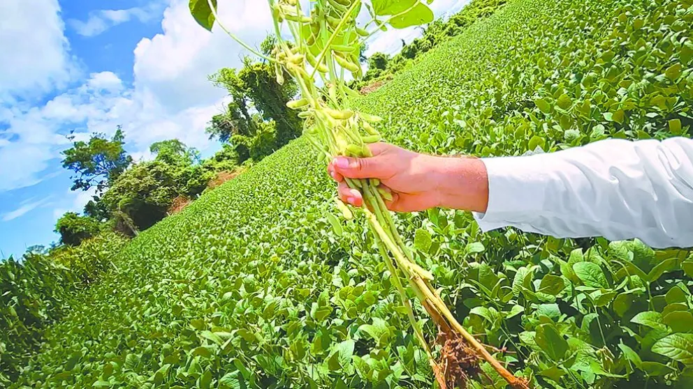 Productor muestra una planta de soya en uno de sus campos de cultivo. Foto: Archivo