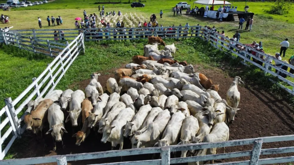 Producción ganadera en Santa Cruz uno de los sectores de mayor potencial. Foto: ABI