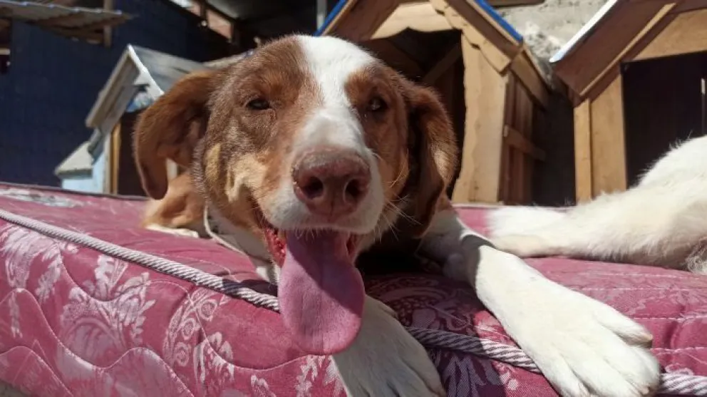 Una mascota en una imagen de referencia. Foto: AMUN