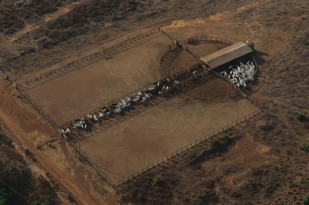 Fotografía del 9 de septiembre de 2025 que muestra ganado en la Hacienda Nova Orleans, proveedora de JBS, en Santana do Araguaia (Brasil). FOTO: EFE/ Isaac Fontana