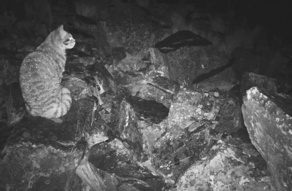 Un gato andino en una de las cámaras trampa, en Apolobamba (Bolivia). Foto: EFE/ Fundación Teko Kavi/ Oriana Prado