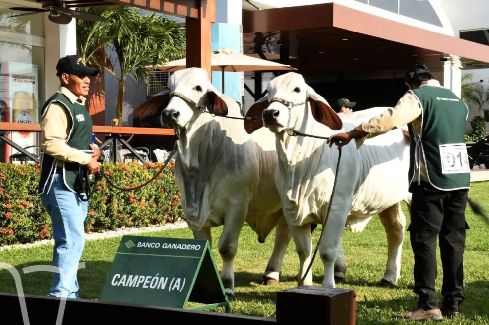 Ejemplares de la raza Nelore en la Expocruz 2025- Foto: Asocebu