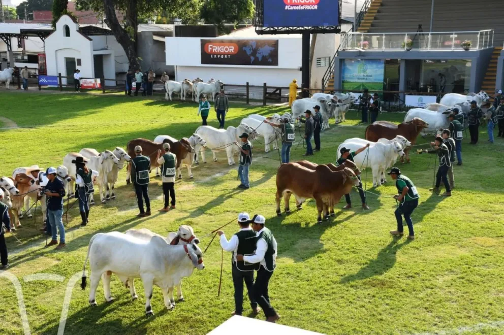 Bovinos de raza pura que fueron expuestos en la reciente Expocruz 2025. Foto: Asocecbu