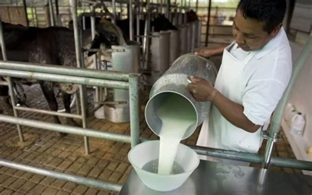 Productor de leche en pleno trabajo, el Gobierno busca ampliar el Fondo Proleche y los industriales rechazan. Foto. ABI