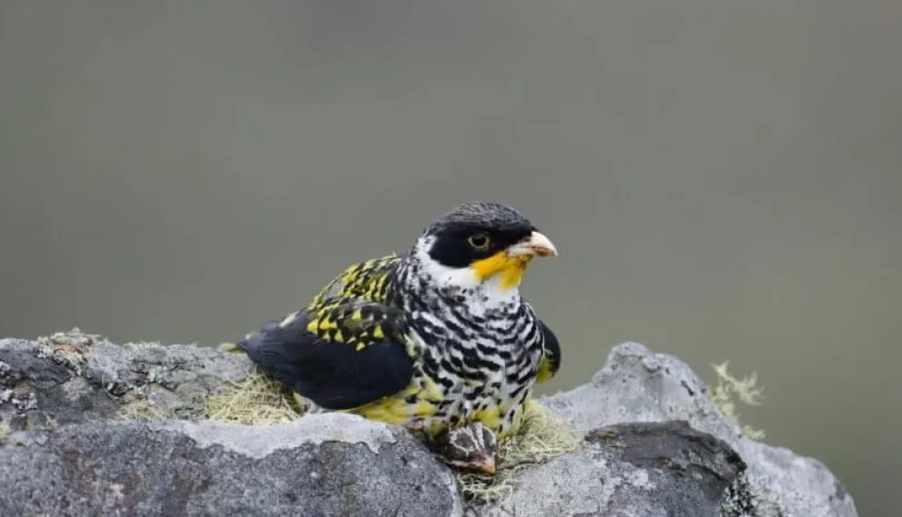 Un ejemplar de la pequeña ave conocida como palkachupa cotinga. Foto: Mongabay