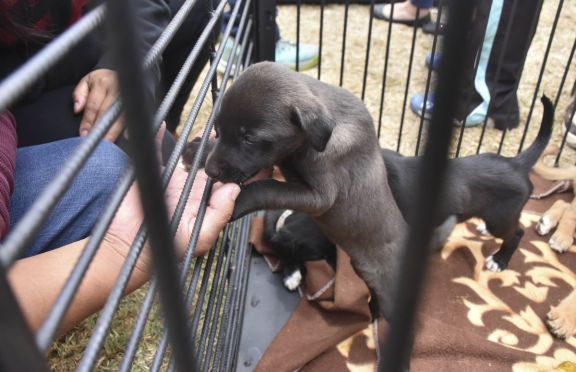 Campaña de adopción canina en Cochabamba. Fotos: APG 