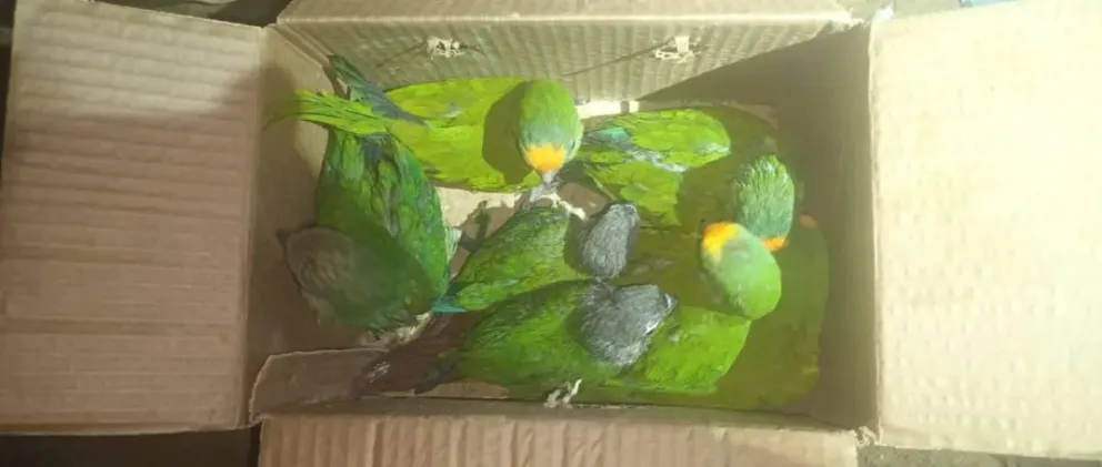  Los loros estaban en cinco cajas. Foto: Unitel