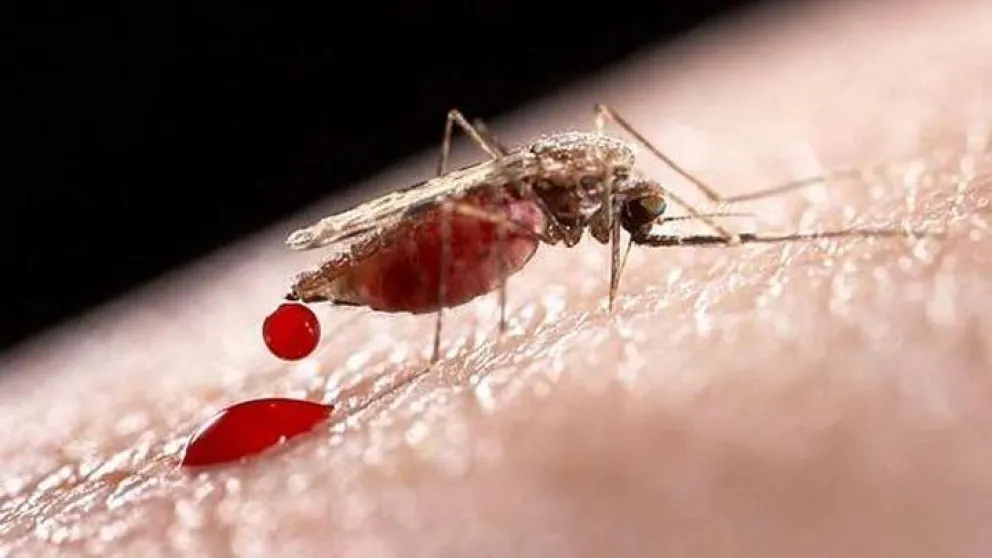 Anopheles es un género de mosquitos que actúa como vector de la malaria, transmitiendo esta enfermedad a los humanos. Foto: Ministerio de Salud y Deportes 