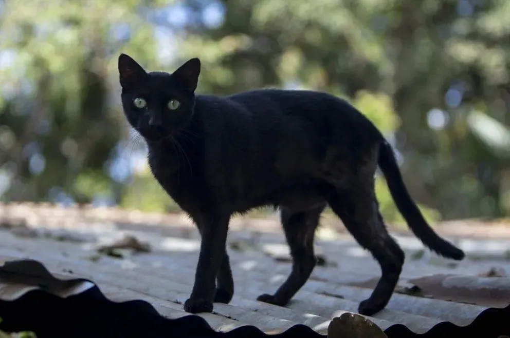 Un gato negro camina por el techo de un refugio. Foto: EFE