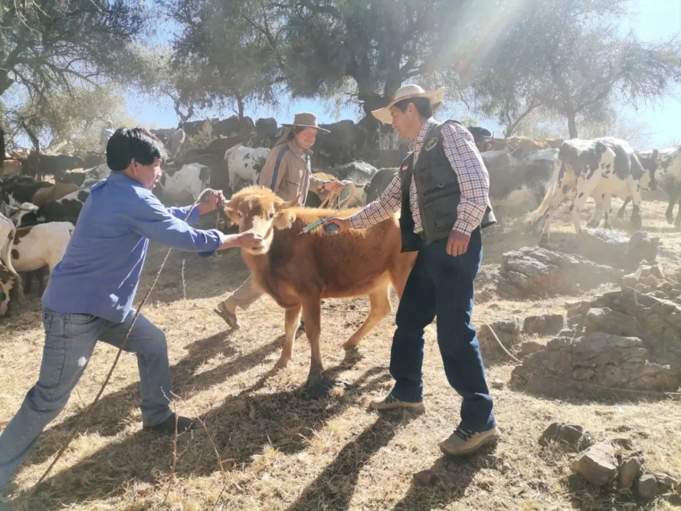 Productores lecheros de San Lorenzo atendiendo una vaca. FOTO: Gobierno Departamental de Tarija