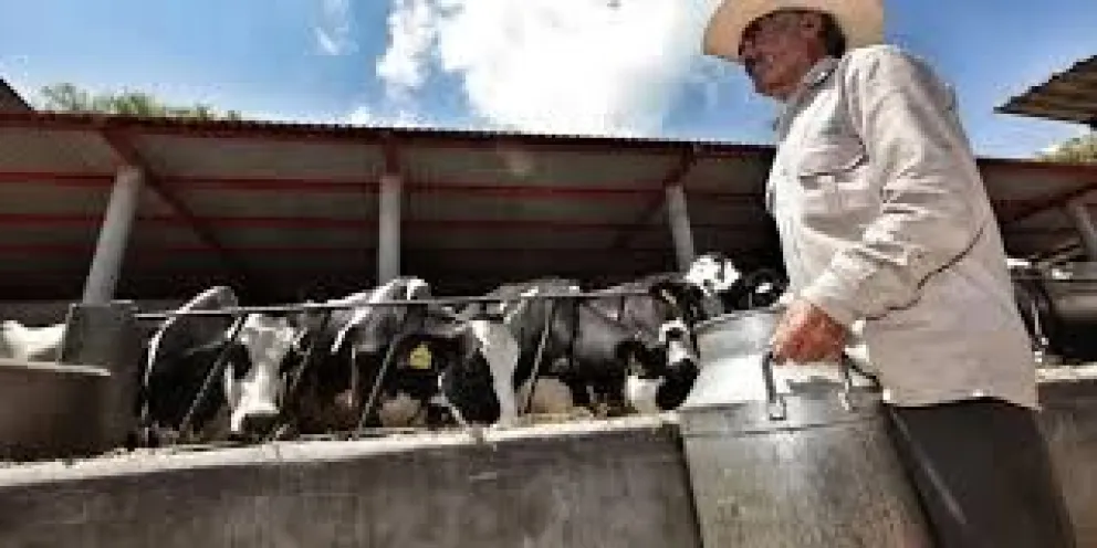 Un productor lechero de Santa Cruz transporta un balde con el producto. FOTO: Agro Sinergia Bolivia