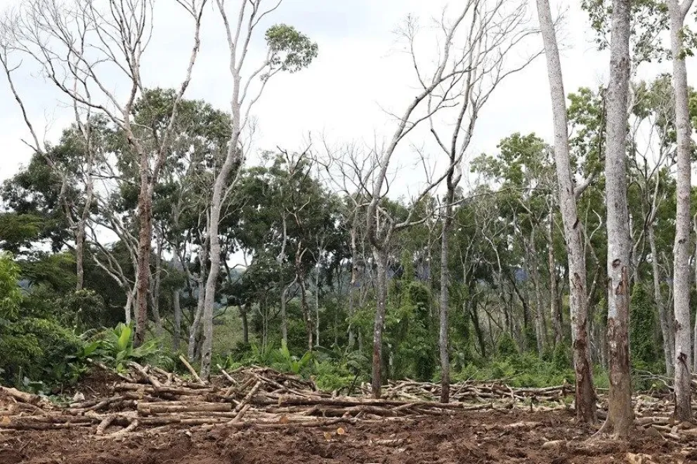 Toma de varios árboles talados en Capira (Panamá). EFE