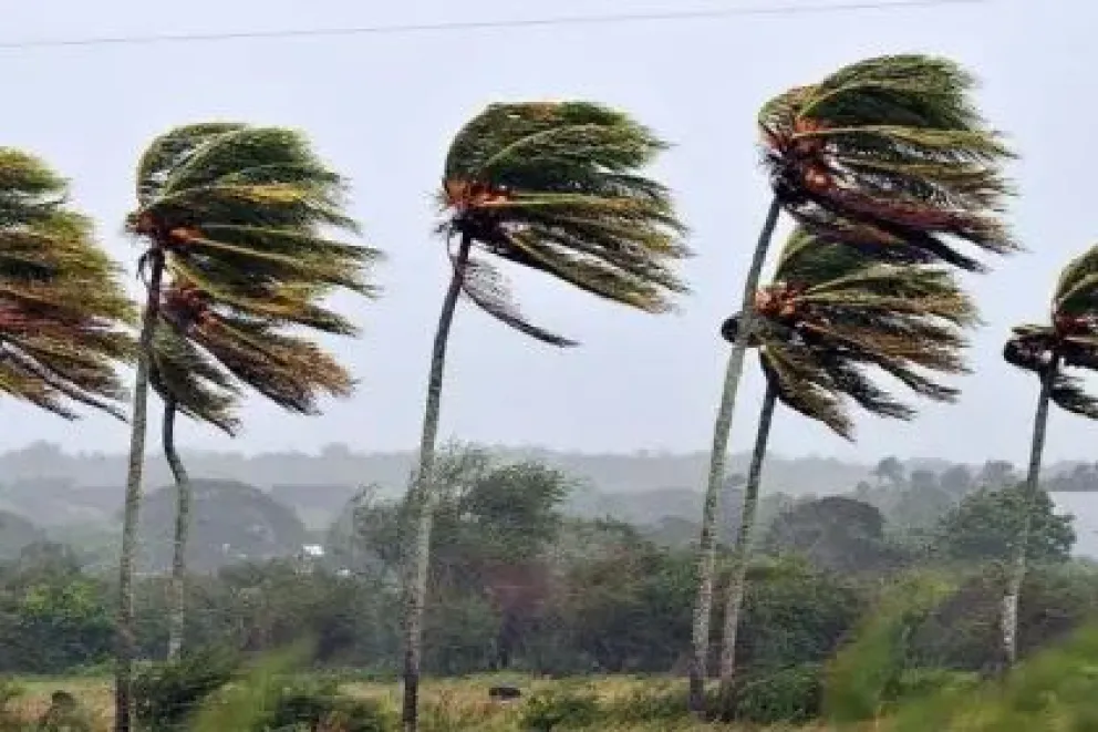 El viento sacude palmeras cruceñas en 2024. FOTO: Unitel