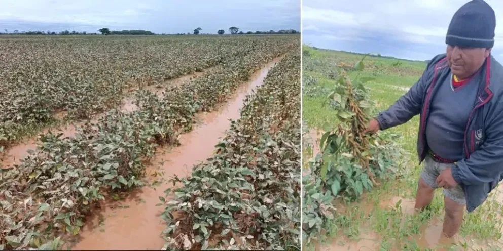 Productores de soya lamentan la pérdida de sus cultivos que están bajo el agua y el lodo. Foto: Unitel