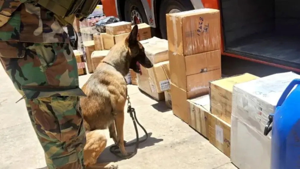 El can antidrogas Micke detecta marihuana camuflada con pasankalla en tres cajas de cartón. Foto: Felcn