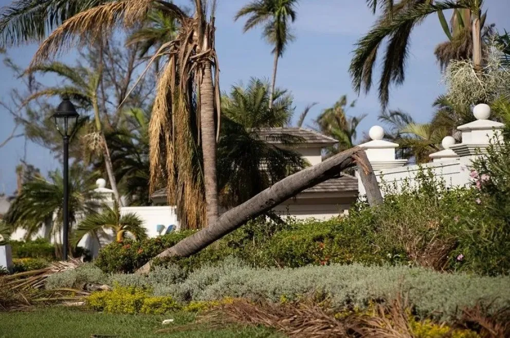 Fotografía donde se observa una palmera caída frente a un hotel el 9 de noviembre de 2025 en Montego Bay (Jamaica). Foto: EFE