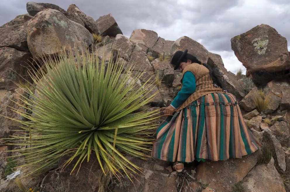 Una mujer aymara camina por un cerro dónde crecen ejemplares de puyas raimondii este lunes, en Comanche (Bolivia). Foto: EFE