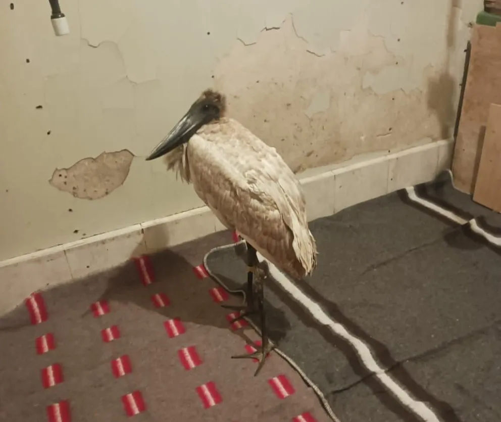 En noviembre, las autoridades registraron la presencia de un ave silvestre de tierras bajas, comúnmente llamado bato o jabirú, en una capilla de la ciudad de El alto. Foto: Gobernación de La Paz