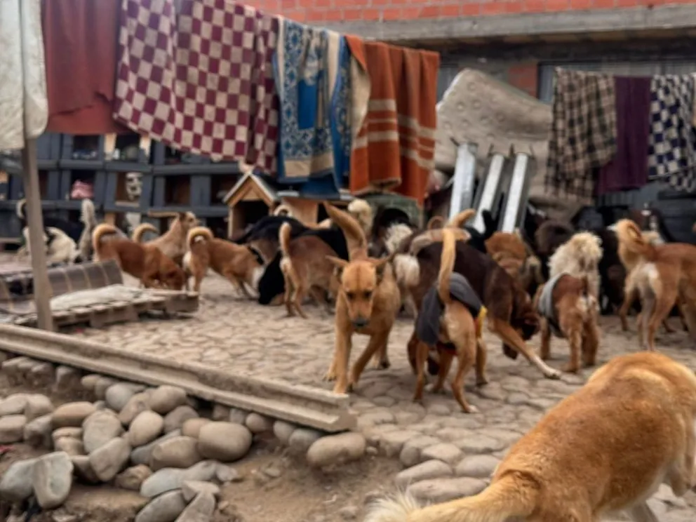 El albergue tenía a más de medio centenar de perros y otros animales. Foto: AMUN