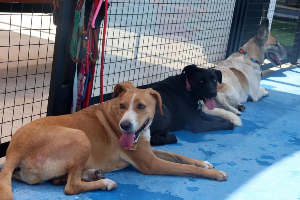 Fotografía que muestra a un grupo de perros en adopción este sábado, en Santa Cruz (Bolivia). Foto: EFE