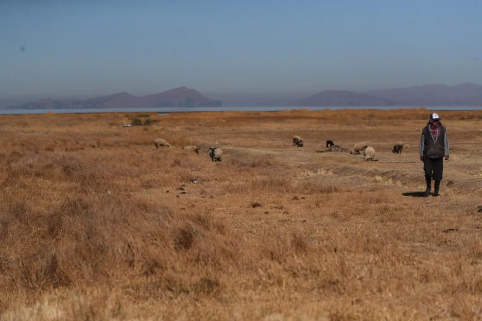 Un poblador de Huarina caminando en medio de pastizales a orillas del Lago Titicaca en Huarina (Bolivia). Foto: EFE
