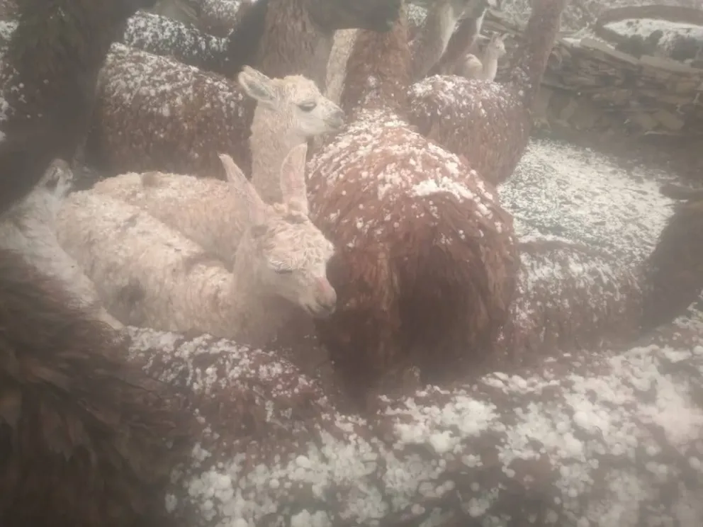 Animales sufren los efectos de la granizada en la comunidad de Ch’alla Grande. Fotos: RRSS