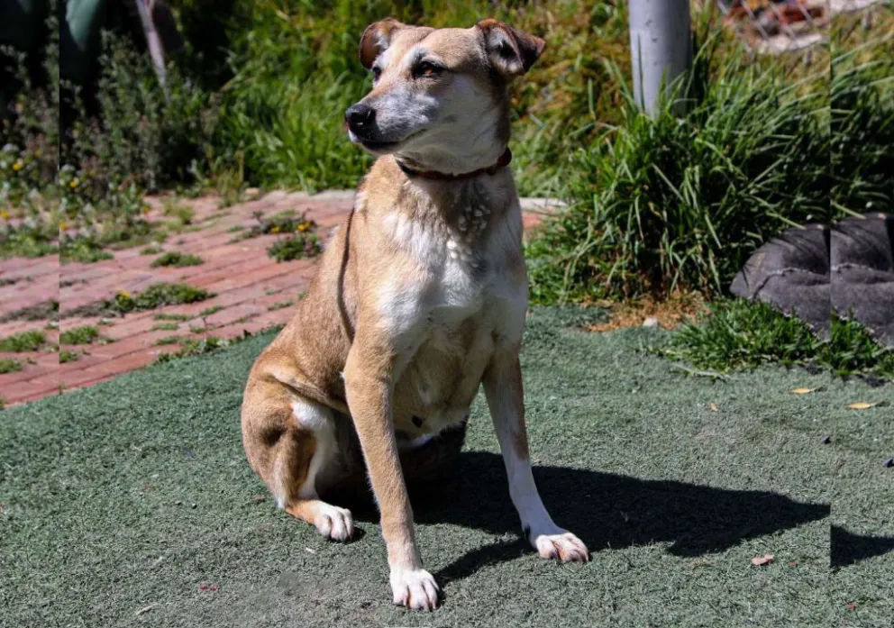 Uno de los perritos que esta en adopción. Foto: AMUN
