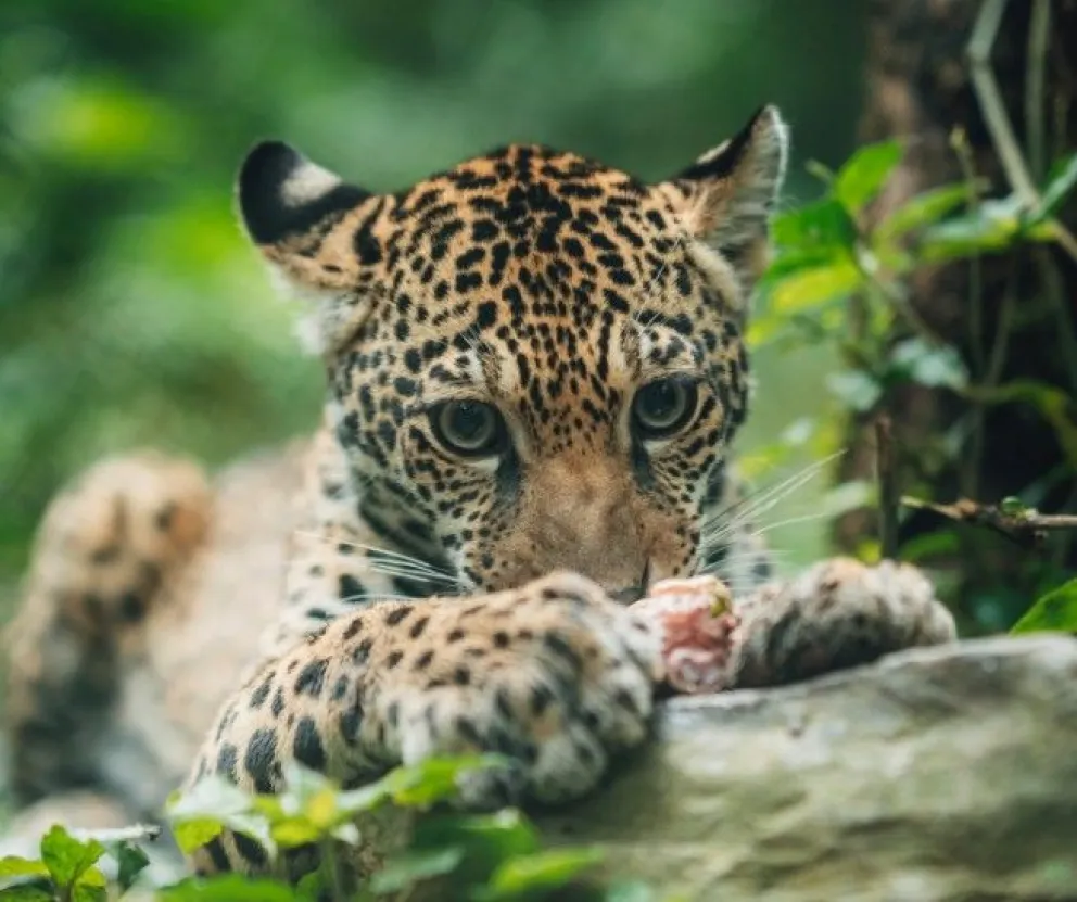 Lala, un jaguar cachorro víctima de la crueldad del tráfico ilegal, hoy refugiada en Senda Verde. Foto: Senda Verde 