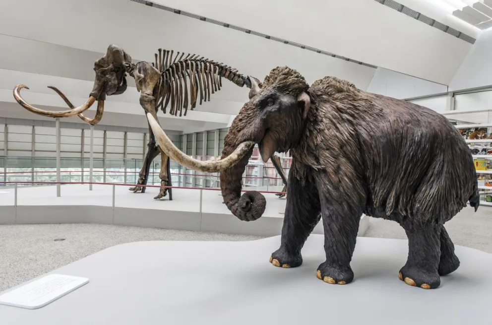 Esqueleto fosilizado de un mamut lanudo junto a una maqueta del mismo animal. Foto: EFE