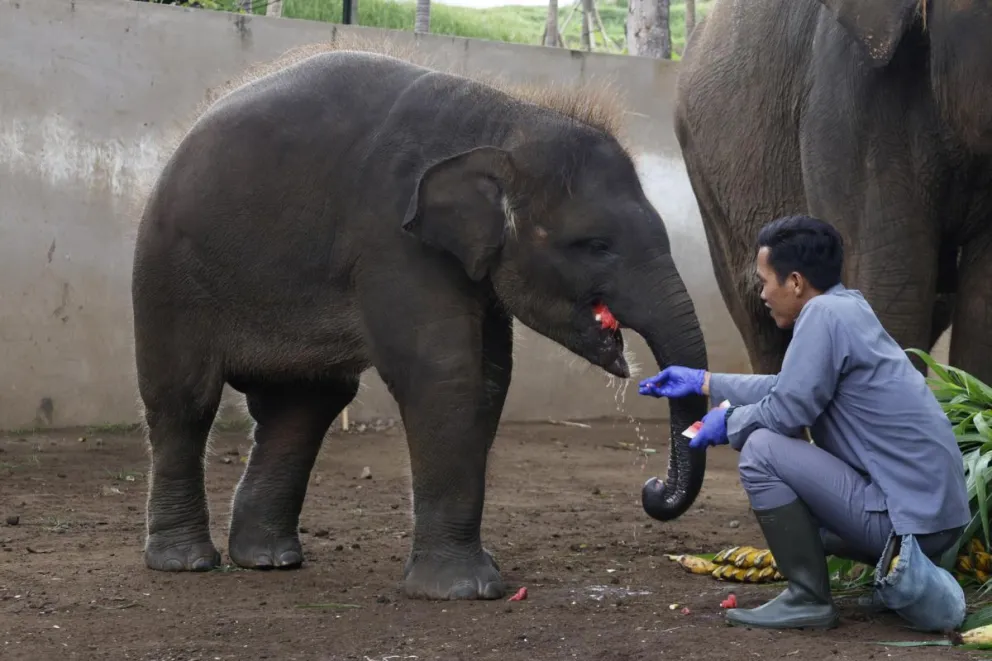 Un elefante de Sumatra con una persona en Bali, Indonesia. Foto: EFE